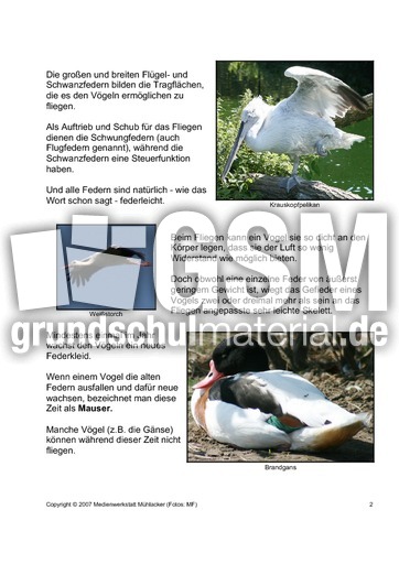Das-Federkleid-der-Vögel-2.pdf